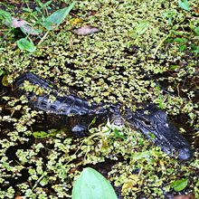 LOUISIANA'S BAYOUS, SWAMPS AND PRESERVES