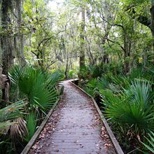 LOUISIANA'S BAYOUS, SWAMPS AND PRESERVES