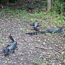 LOUISIANA'S BAYOUS, SWAMPS AND PRESERVES