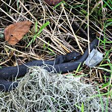 LOUISIANA'S BAYOUS, SWAMPS AND PRESERVES