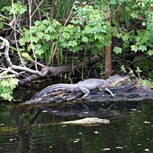 LOUISIANA'S BAYOUS, SWAMPS AND PRESERVES