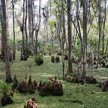 LOUISIANA'S BAYOUS, SWAMPS AND PRESERVES