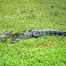 LOUISIANA'S BAYOUS, SWAMPS AND PRESERVES