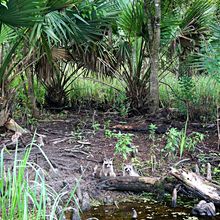 LOUISIANA'S BAYOUS, SWAMPS AND PRESERVES