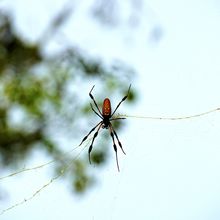 LOUISIANA'S BAYOUS, SWAMPS AND PRESERVES