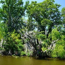 LOUISIANA'S BAYOUS, SWAMPS AND PRESERVES