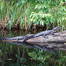 LOUISIANA'S BAYOUS, SWAMPS AND PRESERVES