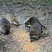 LOUISIANA'S BAYOUS, SWAMPS AND PRESERVES