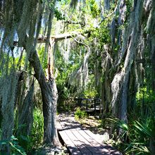 LOUISIANA'S BAYOUS, SWAMPS AND PRESERVES