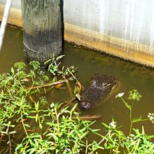 LOUISIANA'S BAYOUS, SWAMPS AND PRESERVES