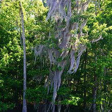 LOUISIANA'S BAYOUS, SWAMPS AND PRESERVES