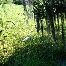 LOUISIANA'S BAYOUS, SWAMPS AND PRESERVES