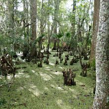 LOUISIANA'S BAYOUS, SWAMPS AND PRESERVES