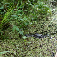 LOUISIANA'S BAYOUS, SWAMPS AND PRESERVES