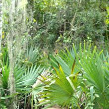 LOUISIANA'S BAYOUS, SWAMPS AND PRESERVES