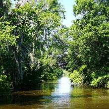 LOUISIANA'S BAYOUS, SWAMPS AND PRESERVES