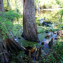 LOUISIANA'S BAYOUS, SWAMPS AND PRESERVES