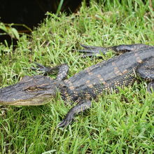 LOUISIANA'S BAYOUS, SWAMPS AND PRESERVES