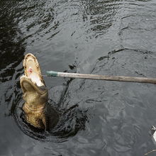 LOUISIANA'S BAYOUS, SWAMPS AND PRESERVES