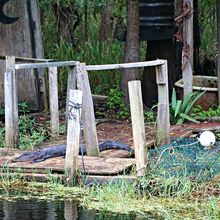 LOUISIANA'S BAYOUS, SWAMPS AND PRESERVES