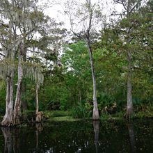 LOUISIANA'S BAYOUS, SWAMPS AND PRESERVES