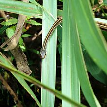 LOUISIANA'S BAYOUS, SWAMPS AND PRESERVES