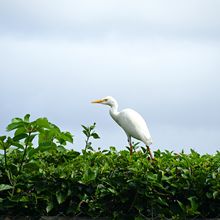 KAUAI, HAWAII