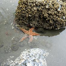 OLYMPIC NATIONAL PARK, WASHINGTON