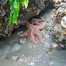 OLYMPIC NATIONAL PARK, WASHINGTON