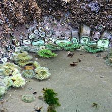 OLYMPIC NATIONAL PARK, WASHINGTON