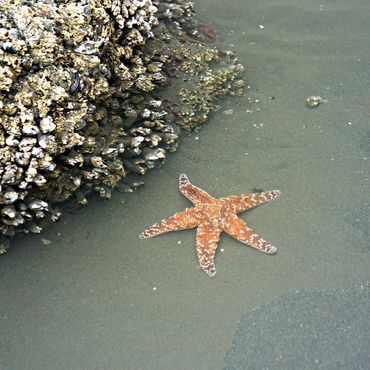 OLYMPIC NATIONAL PARK, WASHINGTON