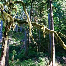 OLYMPIC NATIONAL PARK, WASHINGTON