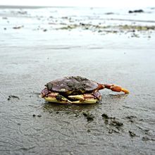 OLYMPIC NATIONAL PARK, WASHINGTON