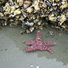 OLYMPIC NATIONAL PARK, WASHINGTON