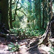 OLYMPIC NATIONAL PARK, WASHINGTON