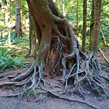 OLYMPIC NATIONAL PARK, WASHINGTON