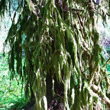 OLYMPIC NATIONAL PARK, WASHINGTON