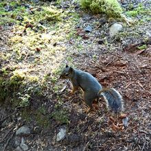 OLYMPIC NATIONAL PARK, WASHINGTON