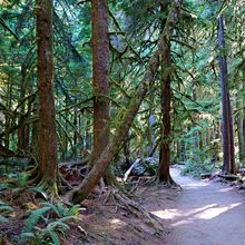 OLYMPIC NATIONAL PARK, WASHINGTON