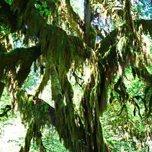 OLYMPIC NATIONAL PARK, WASHINGTON