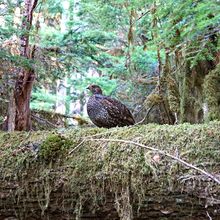 OLYMPIC NATIONAL PARK, WASHINGTON