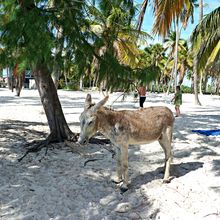 ISLA SAONA, DOMINICAN REPUBLIC