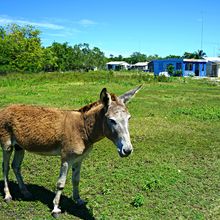 ISLA SAONA, DOMINICAN REPUBLIC