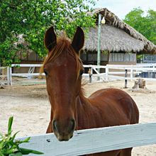 DOMINICAN REPUBLIC SIGHTSEEING