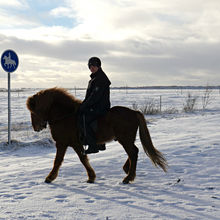 WILD ICELAND