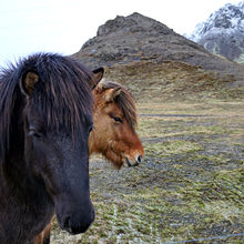 WILD ICELAND