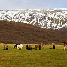 WILD ICELAND