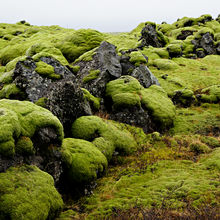 WILD ICELAND