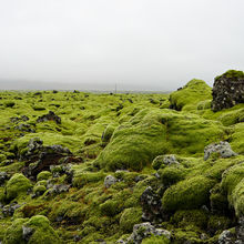 WILD ICELAND