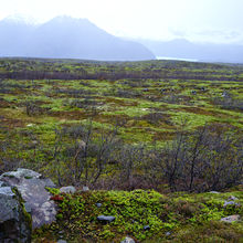 WILD ICELAND